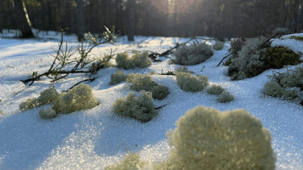 Sambikud-d-vitamiini allikas