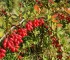 Berberis aristata ehk harilik kukerpuu