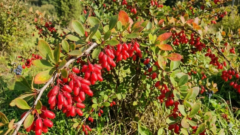 Berberis aristata ehk harilik kukerpuu